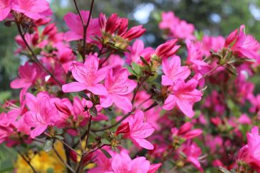 Pink azalea plant