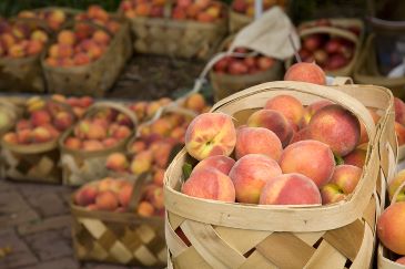 Peaches for sale at the farmer's market