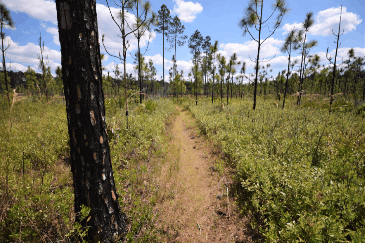 National Forest Lake City, Florida